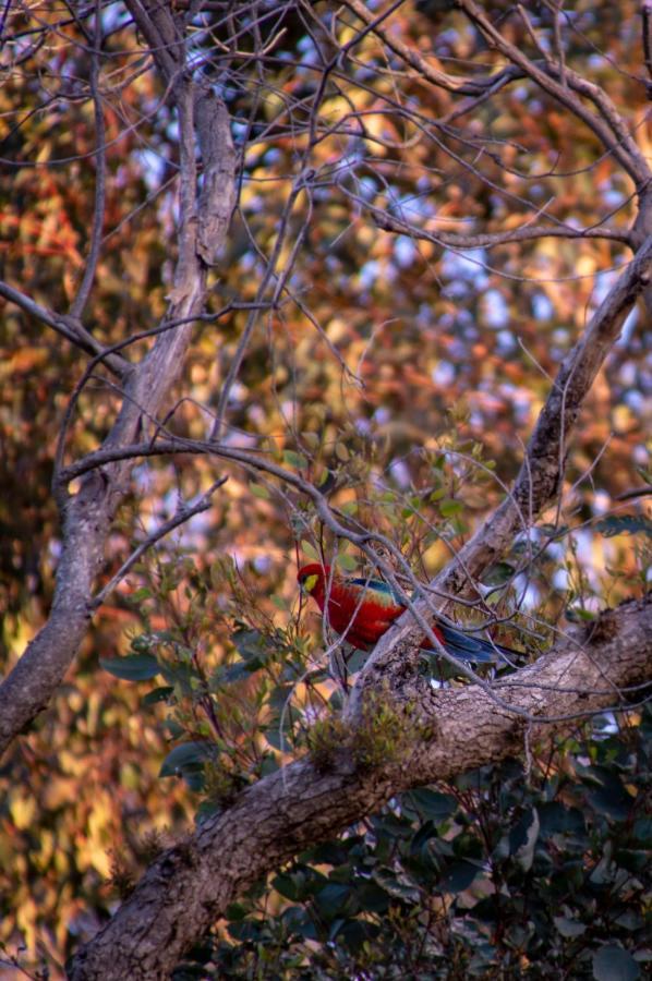 Margaret River Chalets エクステリア 写真