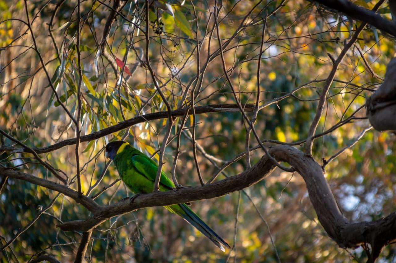 Margaret River Chalets エクステリア 写真
